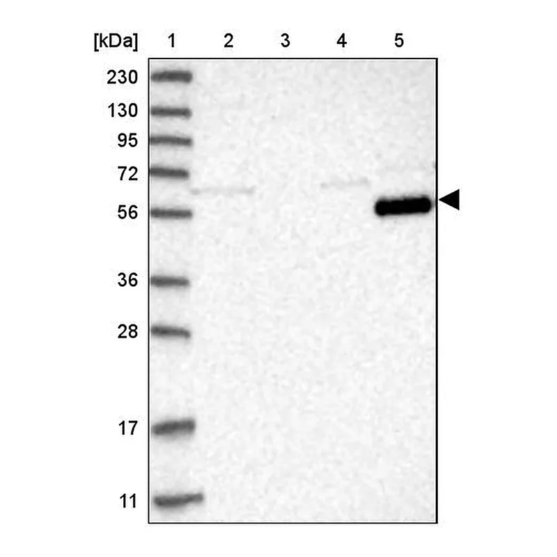 Atlas Antibodies Anti-LRRC1 Antibody