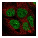Atlas Antibodies Anti-AFF4 Antibody