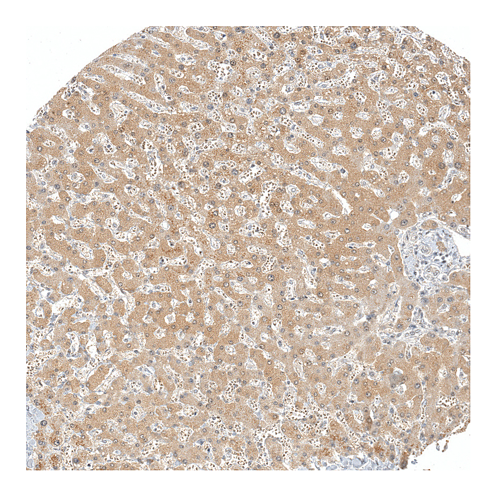 Atlas Antibodies Anti-AFMID Antibody