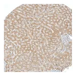 Atlas Antibodies Anti-AFMID Antibody
