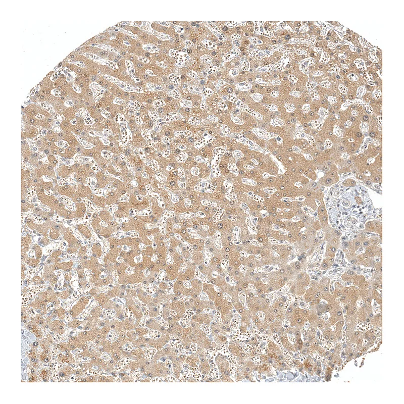 Atlas Antibodies Anti-AFMID Antibody