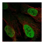 Atlas Antibodies Anti-AFF3 Antibody