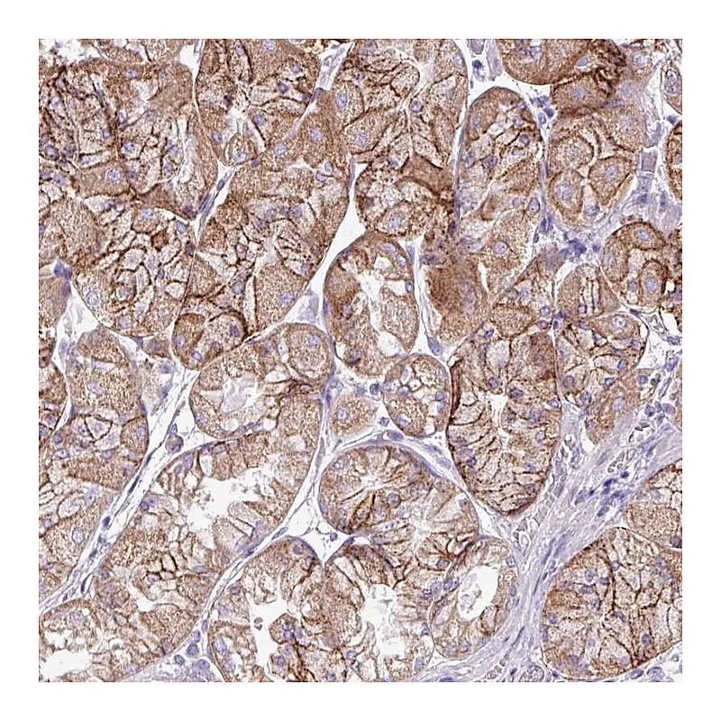 Atlas Antibodies Anti-AGAP4 Antibody