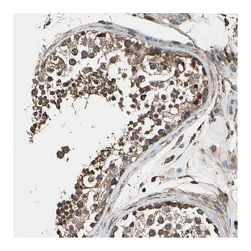 Atlas Antibodies Anti-AGBL2 Antibody