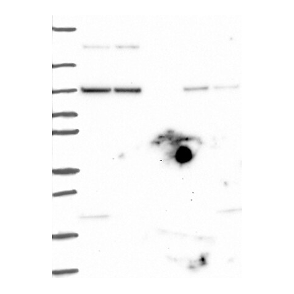 Atlas Antibodies Anti-AGO1 Antibody