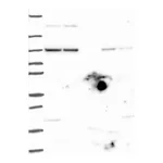 Atlas Antibodies Anti-AGO1 Antibody