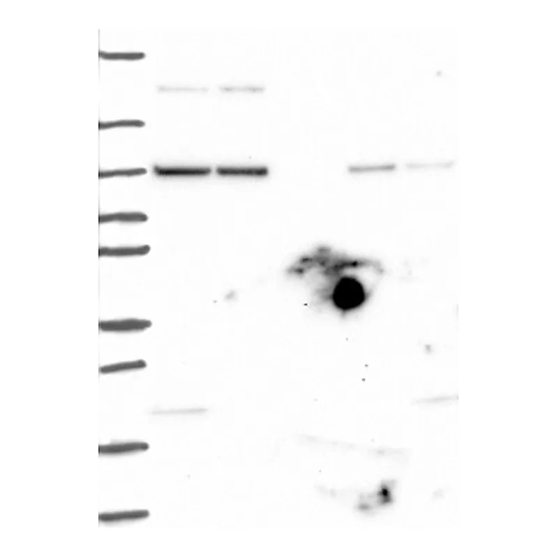 Atlas Antibodies Anti-AGO1 Antibody