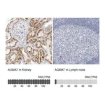 Atlas Antibodies Anti-AGMAT Antibody