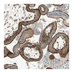 Atlas Antibodies Anti-AGFG1 Antibody