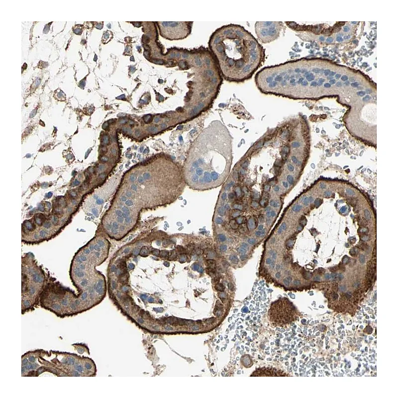 Atlas Antibodies Anti-AGFG1 Antibody