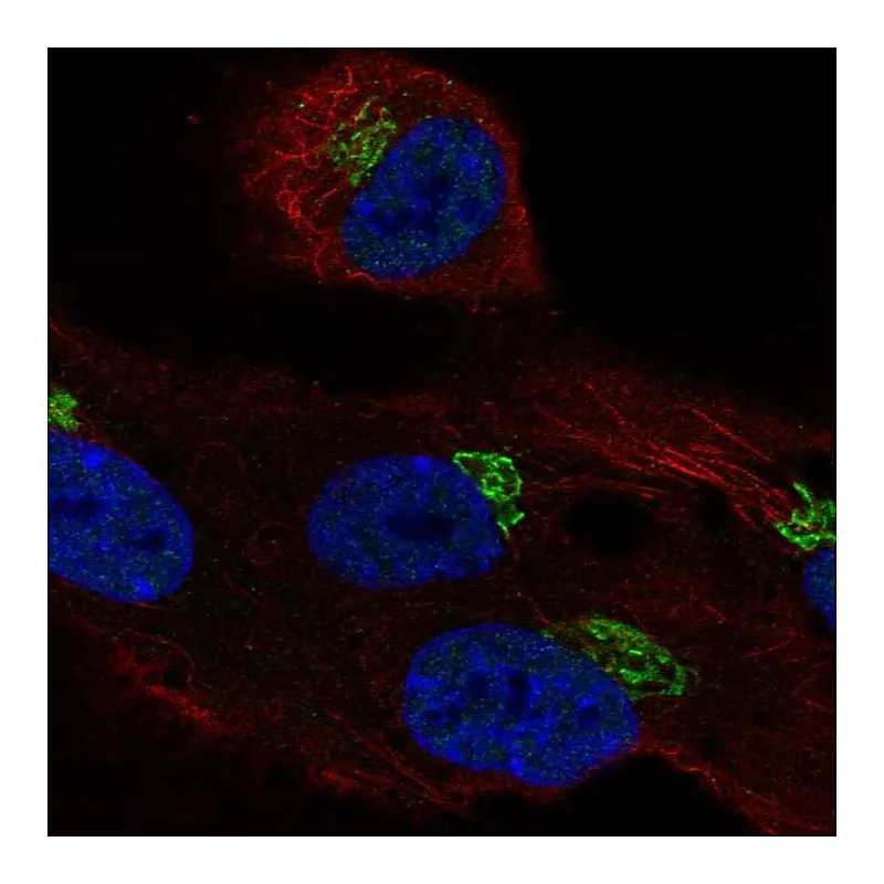 Atlas Antibodies Anti-LRRC43 Antibody