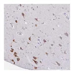 Atlas Antibodies Anti-AGO3 Antibody