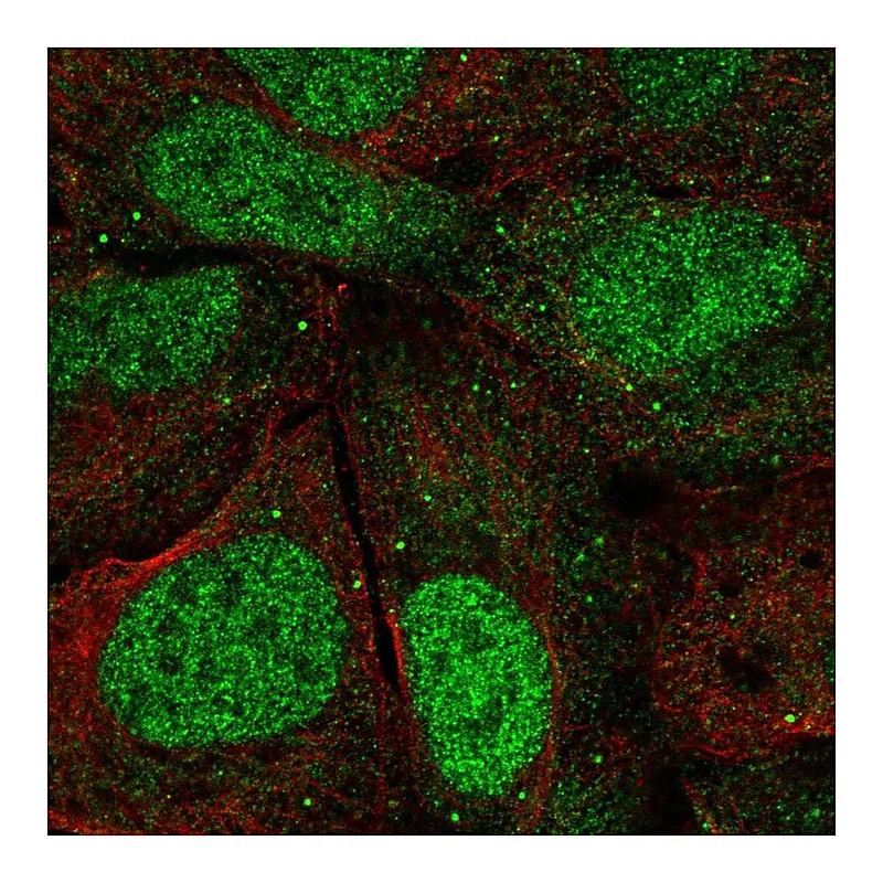 Atlas Antibodies Anti-AGO3 Antibody