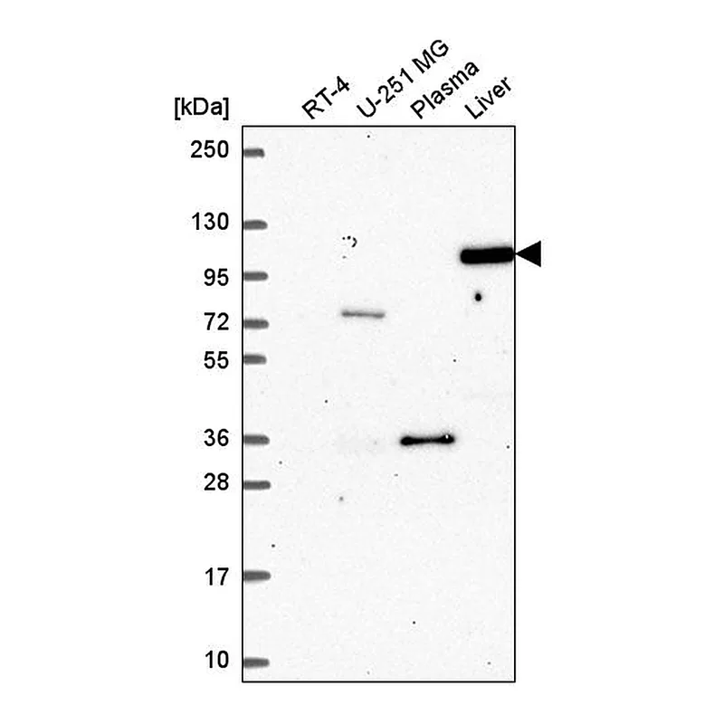 Atlas Antibodies Anti-AGO4 Antibody