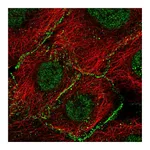 Atlas Antibodies Anti-AGO2 Antibody