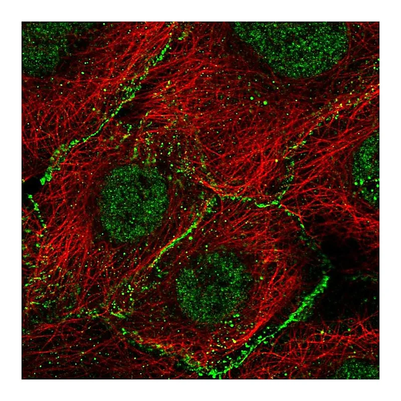 Atlas Antibodies Anti-AGO2 Antibody
