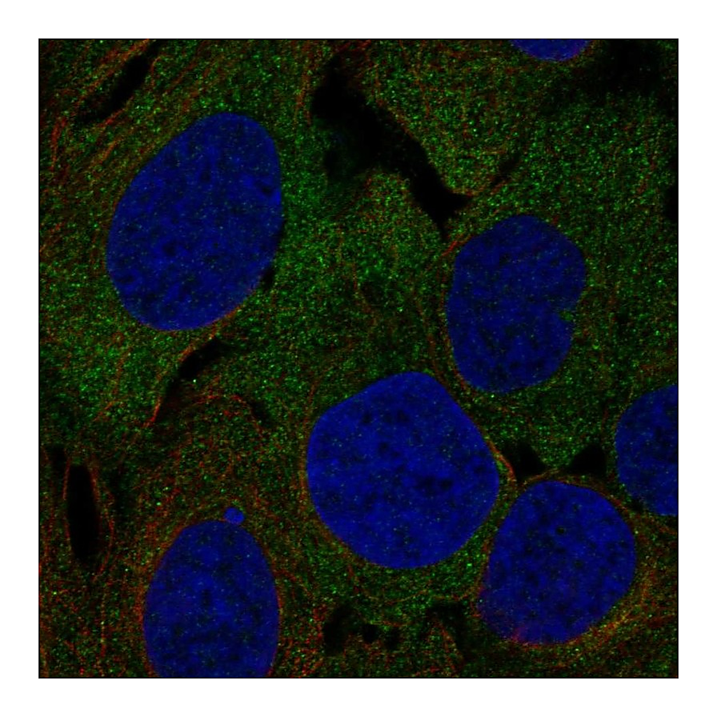 Atlas Antibodies Anti-LRRC4C Antibody
