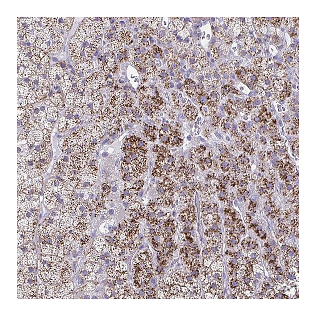 Atlas Antibodies Anti-LRRC4B Antibody