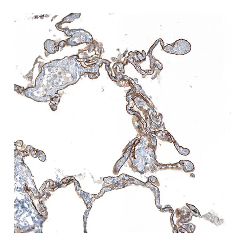 Atlas Antibodies Anti-AGRN Antibody