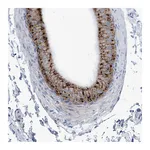 Atlas Antibodies Anti-AGPS Antibody