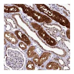 Atlas Antibodies Anti-AHCY Antibody