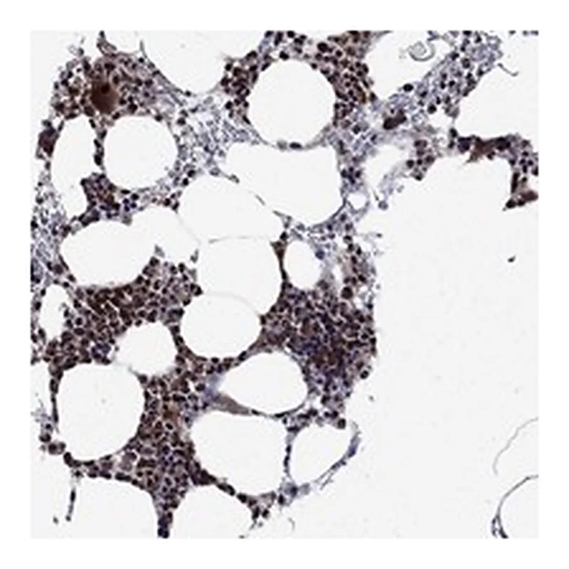 Atlas Antibodies Anti-AGTPBP1 Antibody
