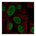 Atlas Antibodies Anti-LRRC75A Antibody