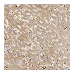 Atlas Antibodies Anti-AGT Antibody