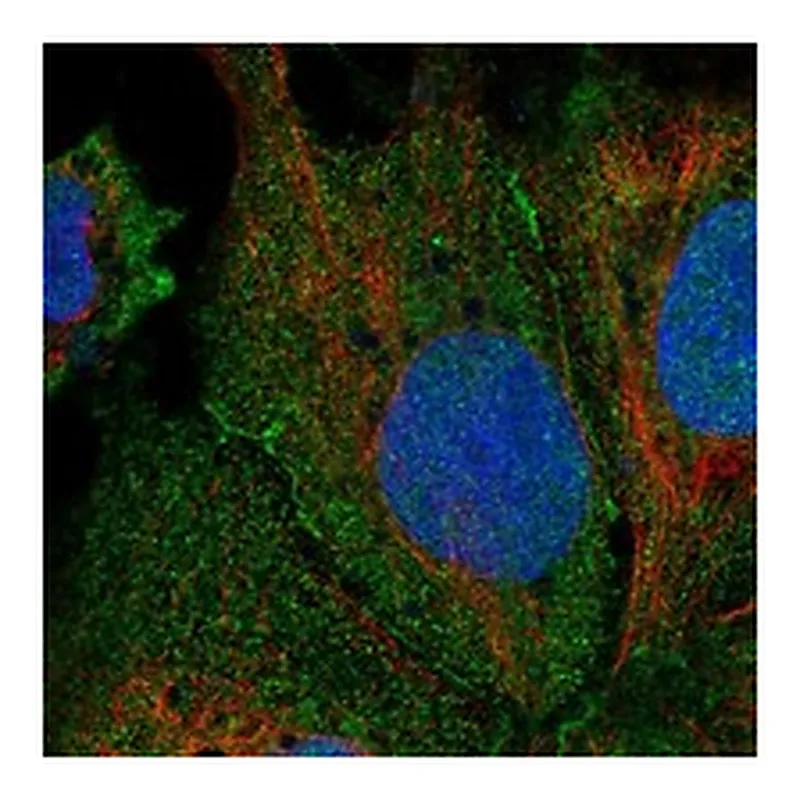 Atlas Antibodies Anti-LRRC9 Antibody