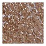Atlas Antibodies Anti-LRRC75B Antibody
