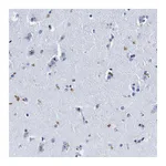 Atlas Antibodies Anti-LRRC8E Antibody