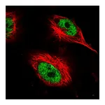 Atlas Antibodies Anti-AHDC1 Antibody