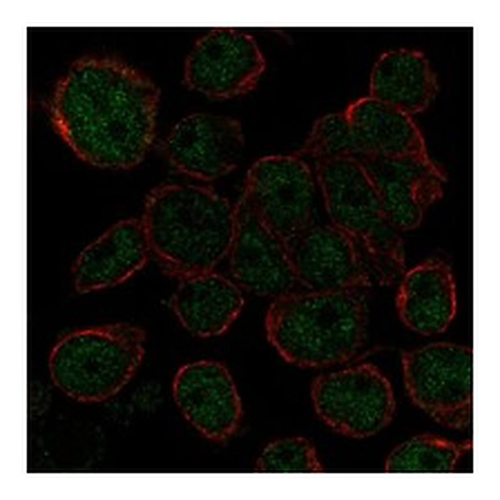 Atlas Antibodies Anti-AHDC1 Antibody