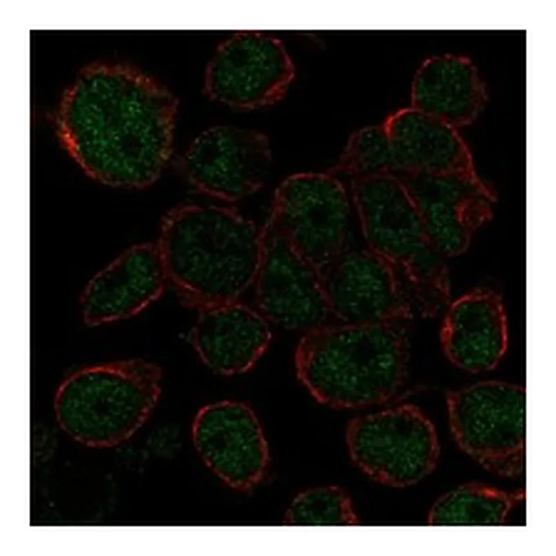 Atlas Antibodies Anti-AHDC1 Antibody