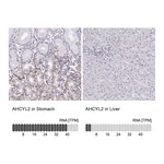 Atlas Antibodies Anti-AHCYL2 Antibody