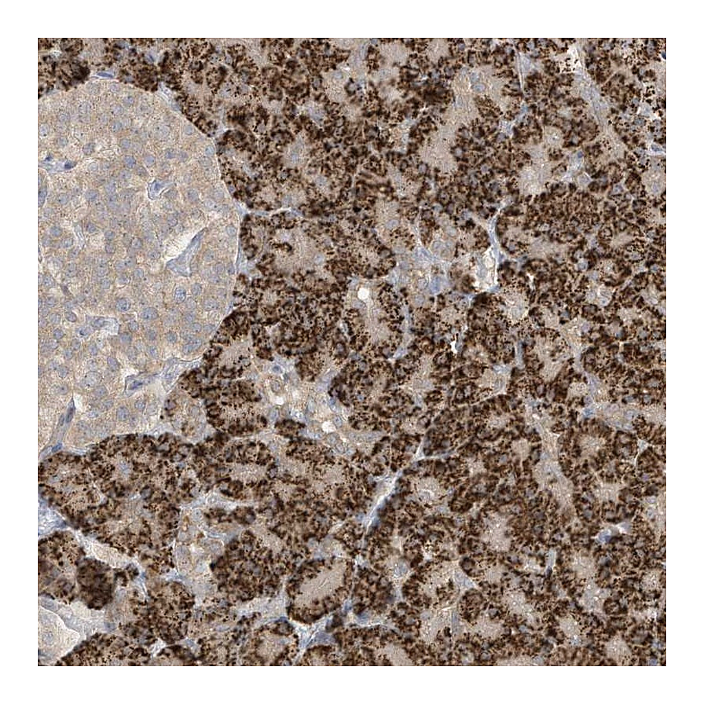 Atlas Antibodies Anti-LRRN2 Antibody