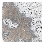 Atlas Antibodies Anti-AHNAK Antibody