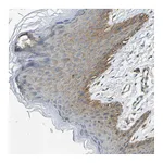 Atlas Antibodies Anti-AHNAK Antibody