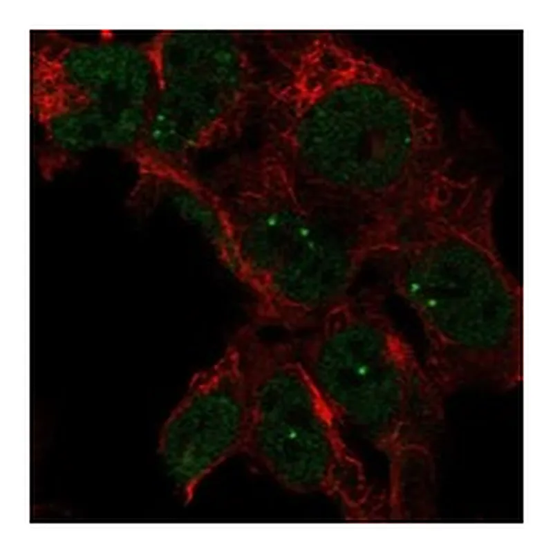 Atlas Antibodies Anti-LRRTM3 Antibody