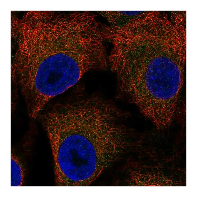 Atlas Antibodies Anti-LSAMP Antibody