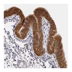 Atlas Antibodies Anti-AHSA1 Antibody