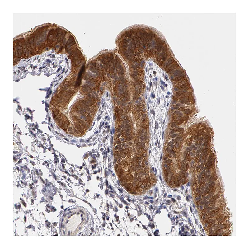 Atlas Antibodies Anti-AHSA1 Antibody