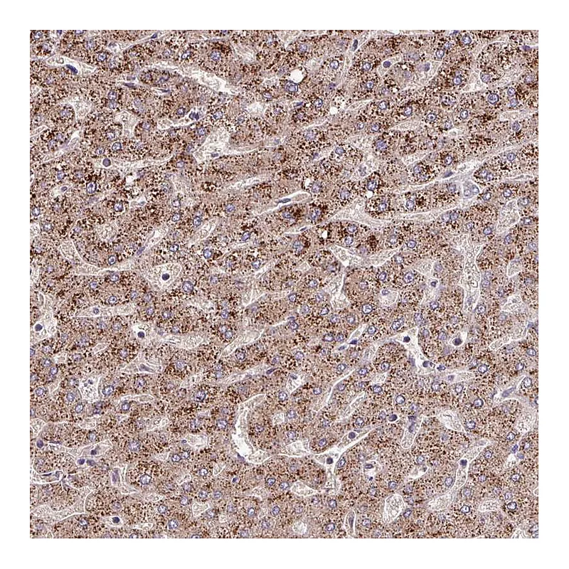 Atlas Antibodies Anti-LSM12 Antibody