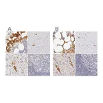Atlas Antibodies Anti-AHSG Antibody