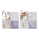 Atlas Antibodies Anti-AHSG Antibody