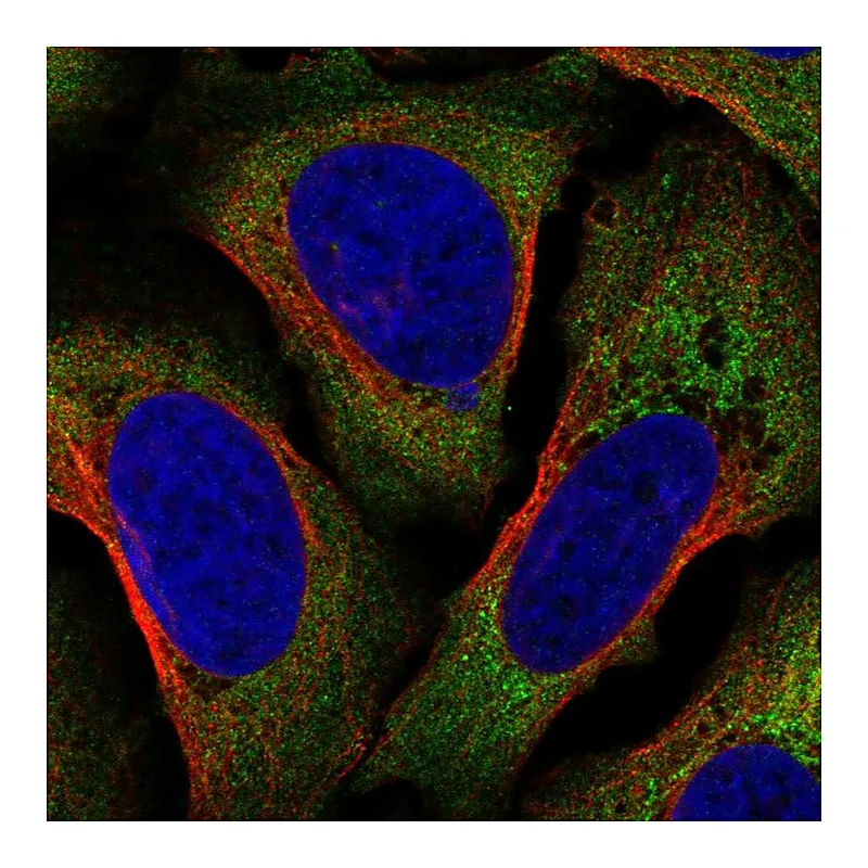 Atlas Antibodies Anti-AIF1 Antibody