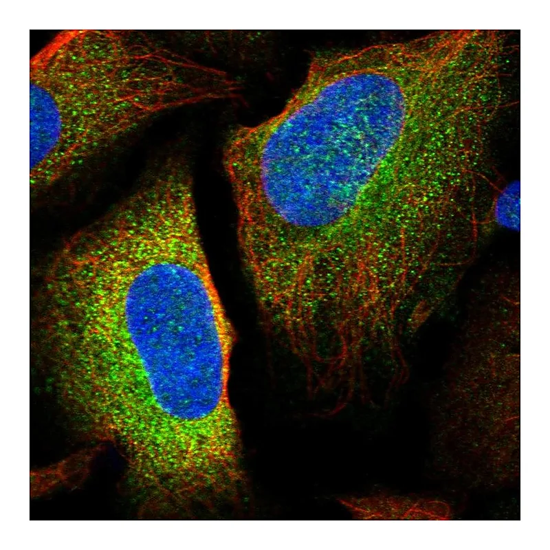 Atlas Antibodies Anti-LSMEM1 Antibody