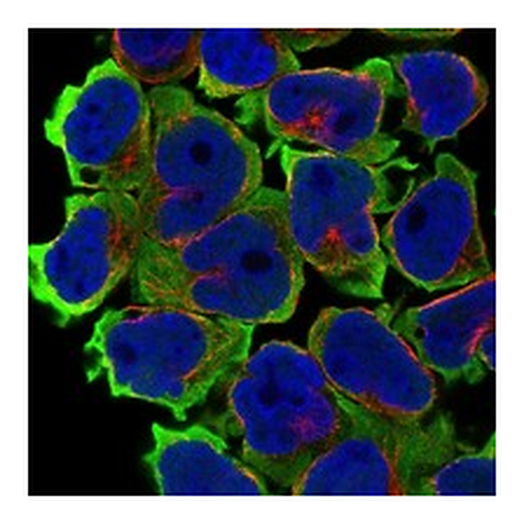 Atlas Antibodies Anti-LSMEM2 Antibody