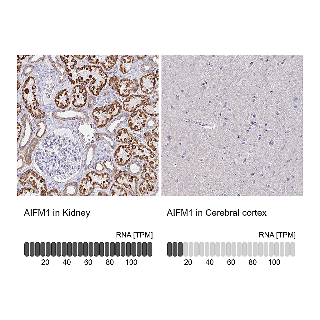 Atlas Antibodies Anti-AIFM1 Antibody
