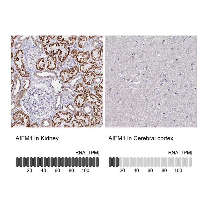 Atlas Antibodies Anti-AIFM1 Antibody